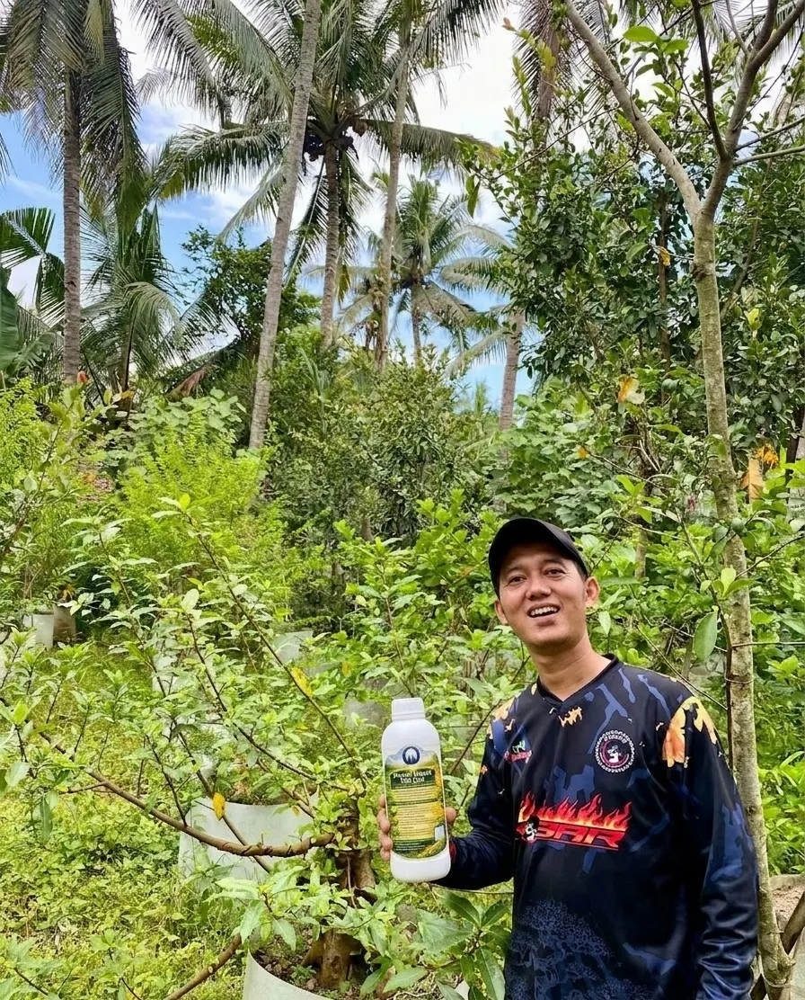 Kebun - Setelah pakai PSB Cair