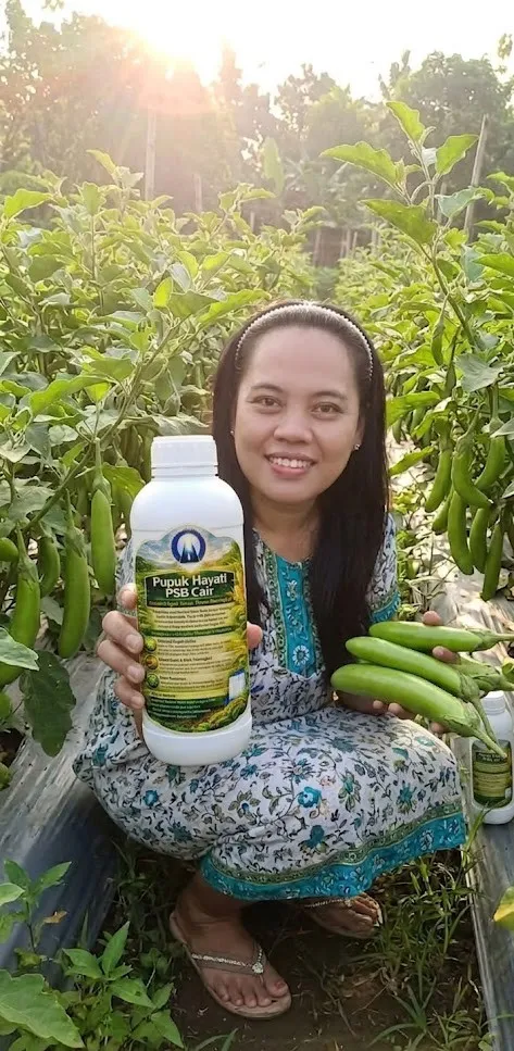 Tanaman Timun - Setelah pakai PSB Cair